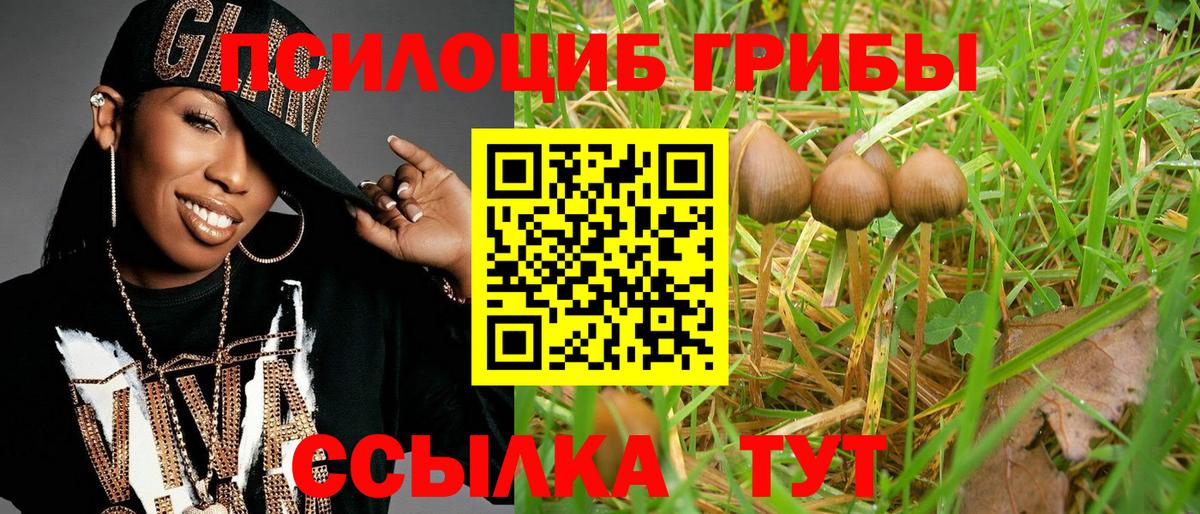 Псилоцибиновые грибы Psilocybine cubensis Малоярославец